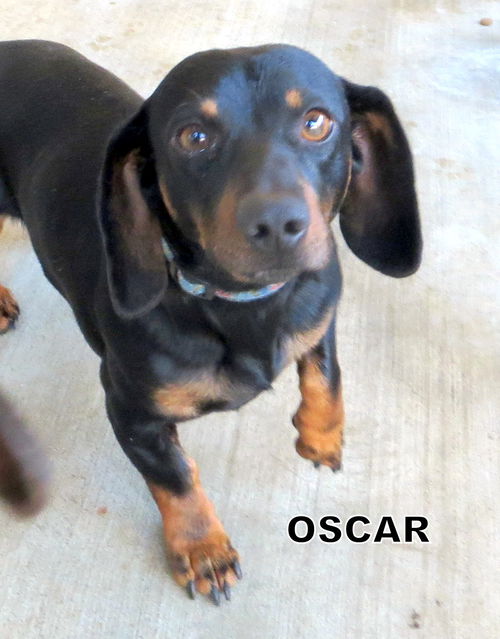 Oscar (Ritzy)