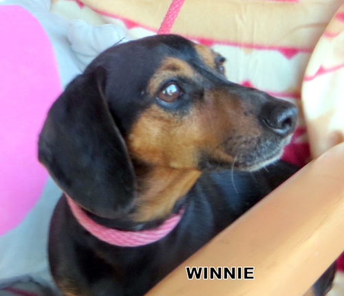 Winnie (Ritzy)