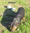 Winnie (Ritzy)