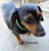 Winnie (Ritzy)