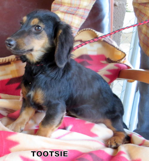 Tootsie (Ritzy)