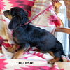 Tootsie (Ritzy)