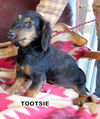 Tootsie (Ritzy)