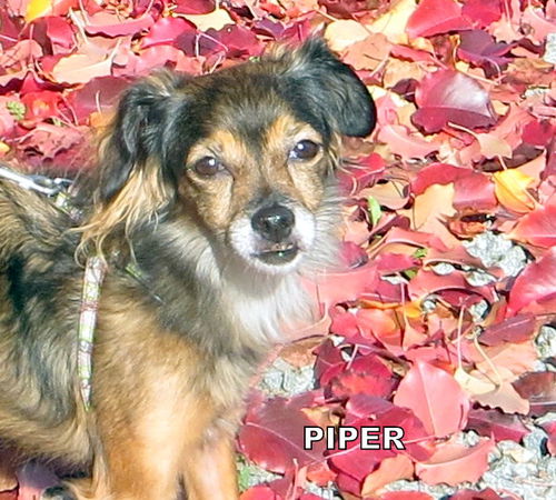 Piper