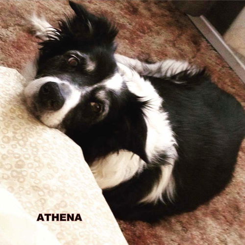 Athena (Ritzy GrandPaws)