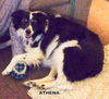 Athena (Ritzy GrandPaws)
