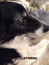 Athena (Ritzy GrandPaws)