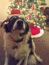 Athena (Ritzy GrandPaws)