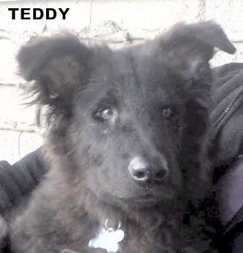 Teddy (Puppy)