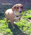 Nutmeg (Ritzy)