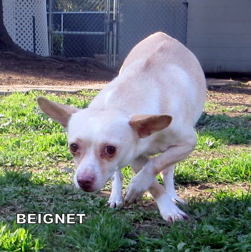 Beignet