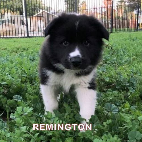 Remington (Posh Puppy)