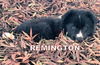 Remington (Posh Puppy)