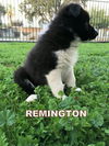 Remington (Posh Puppy)