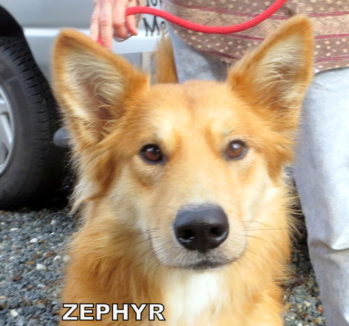 Zephyr