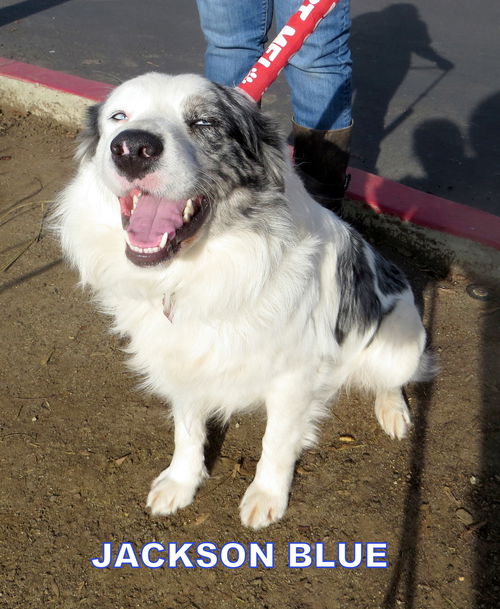 Jackson Blue (Ritzy)