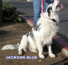 Jackson Blue (Ritzy)