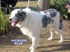 Jackson Blue (Ritzy)