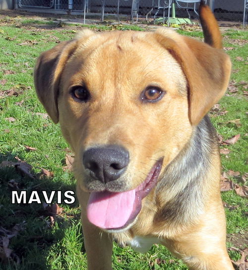 Mavis