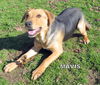 Mavis