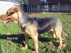 Mavis