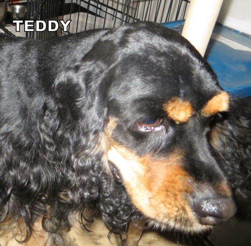 Teddy (Ritzy)