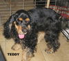 Teddy (Ritzy)