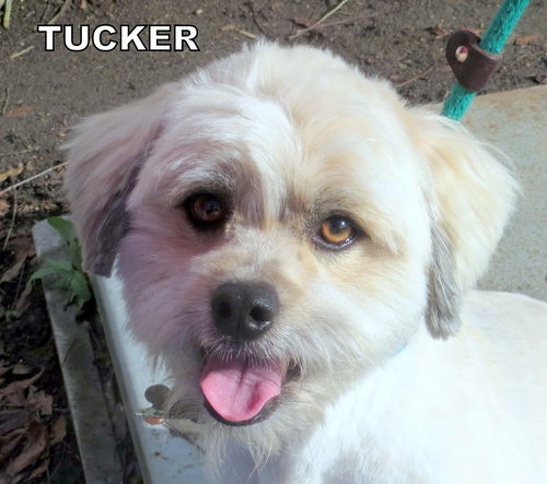 Tucker (Ritzy)