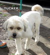 Tucker (Ritzy)