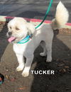 Tucker (Ritzy)