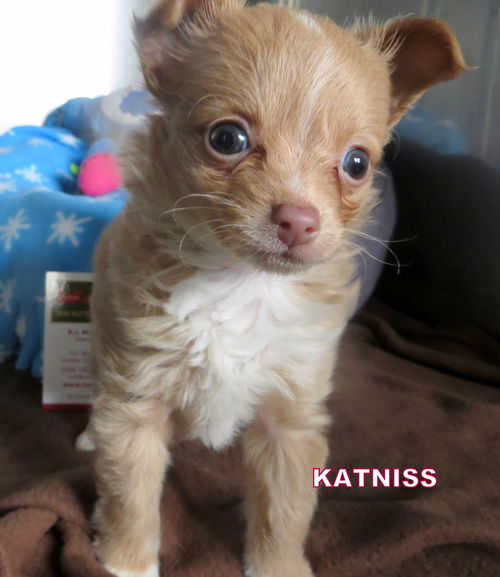 Katniss (Posh Pupppy)