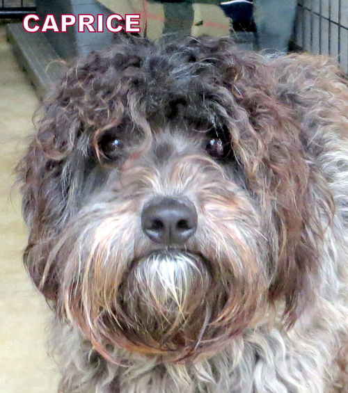 Caprice (Ritzy)