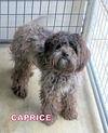 Caprice (Ritzy)