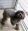 Caprice (Ritzy)