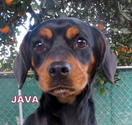 Java