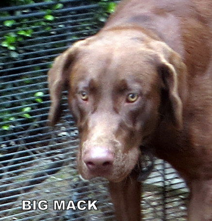 Big Mack (Ritzy)