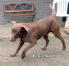 Big Mack (Ritzy)