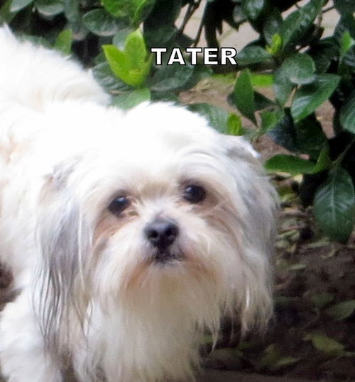 Tater (Ritzy)