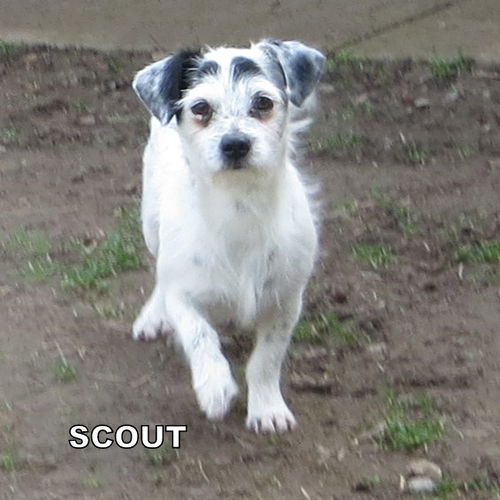 Scout