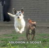 Scout