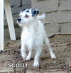 Scout