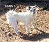 Scout