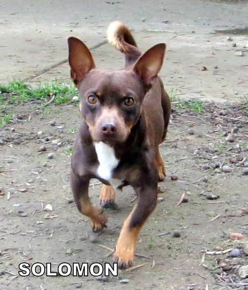 Solomon