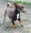 Solomon