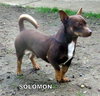 Solomon