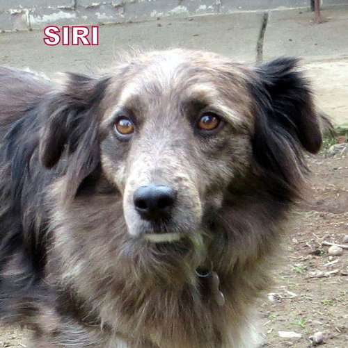 Siri (Ritzy)