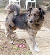 Siri (Ritzy)
