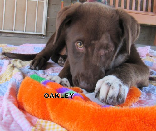 Oakley (Puppy)