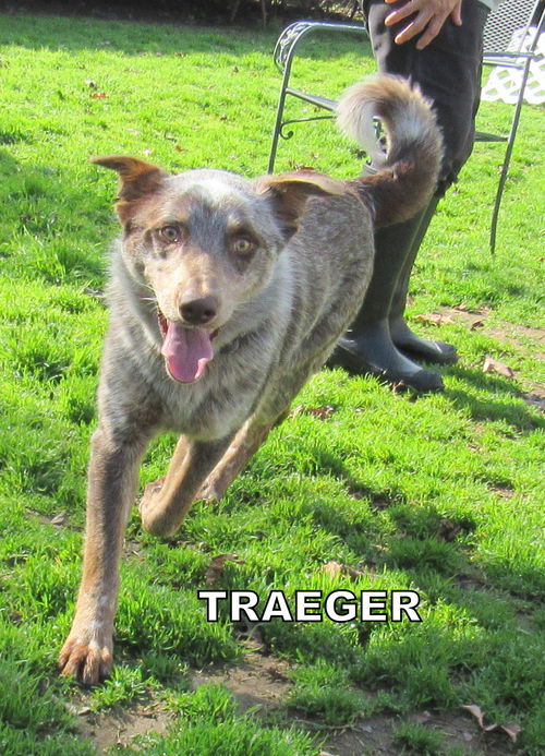 Traeger