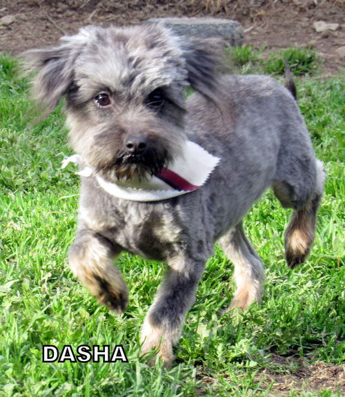 Dasha (Ritzy)